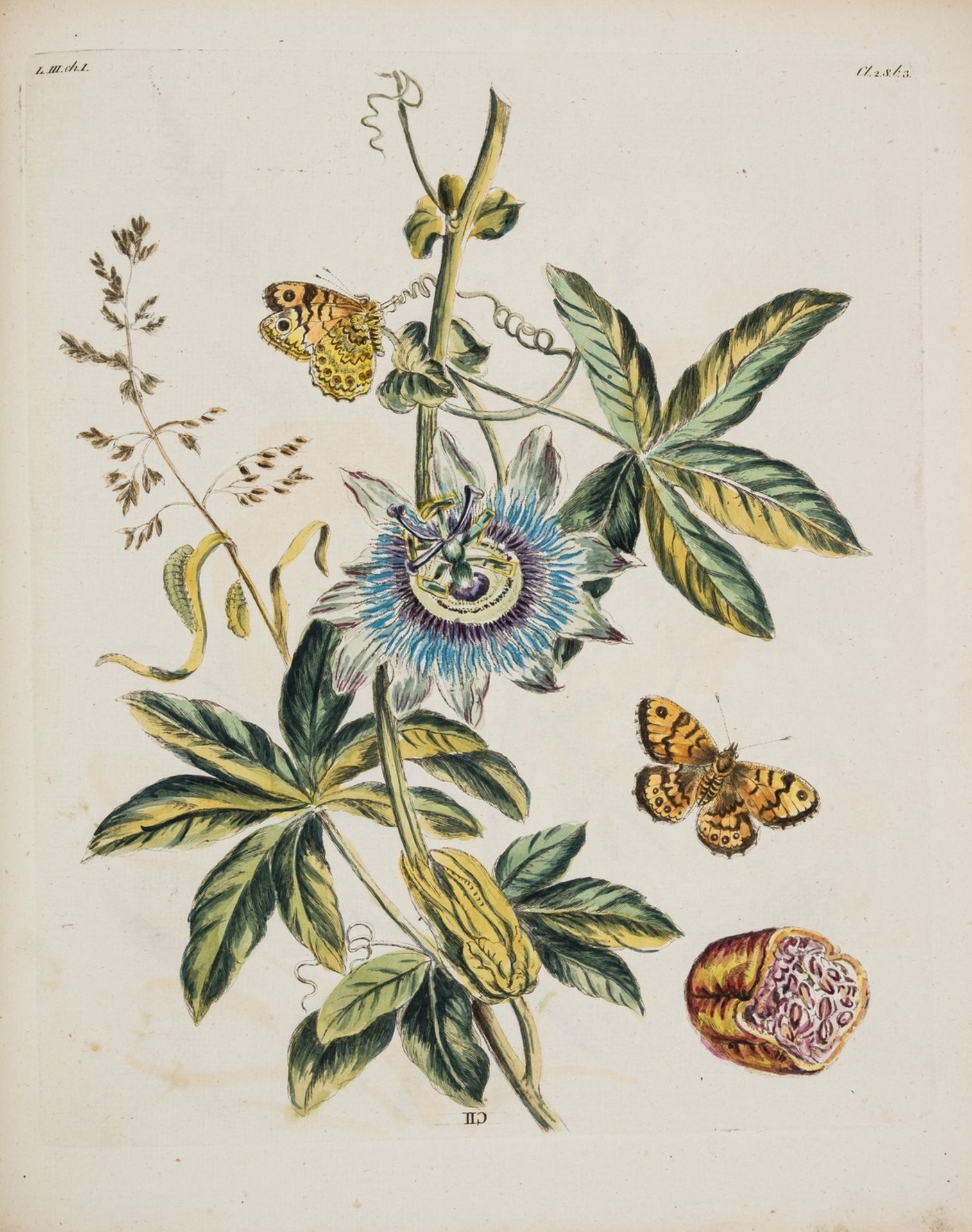 Wilkes (Benjamin) One Hundred and Twenty Copper-Plates of English Moths and Butterflies, second …