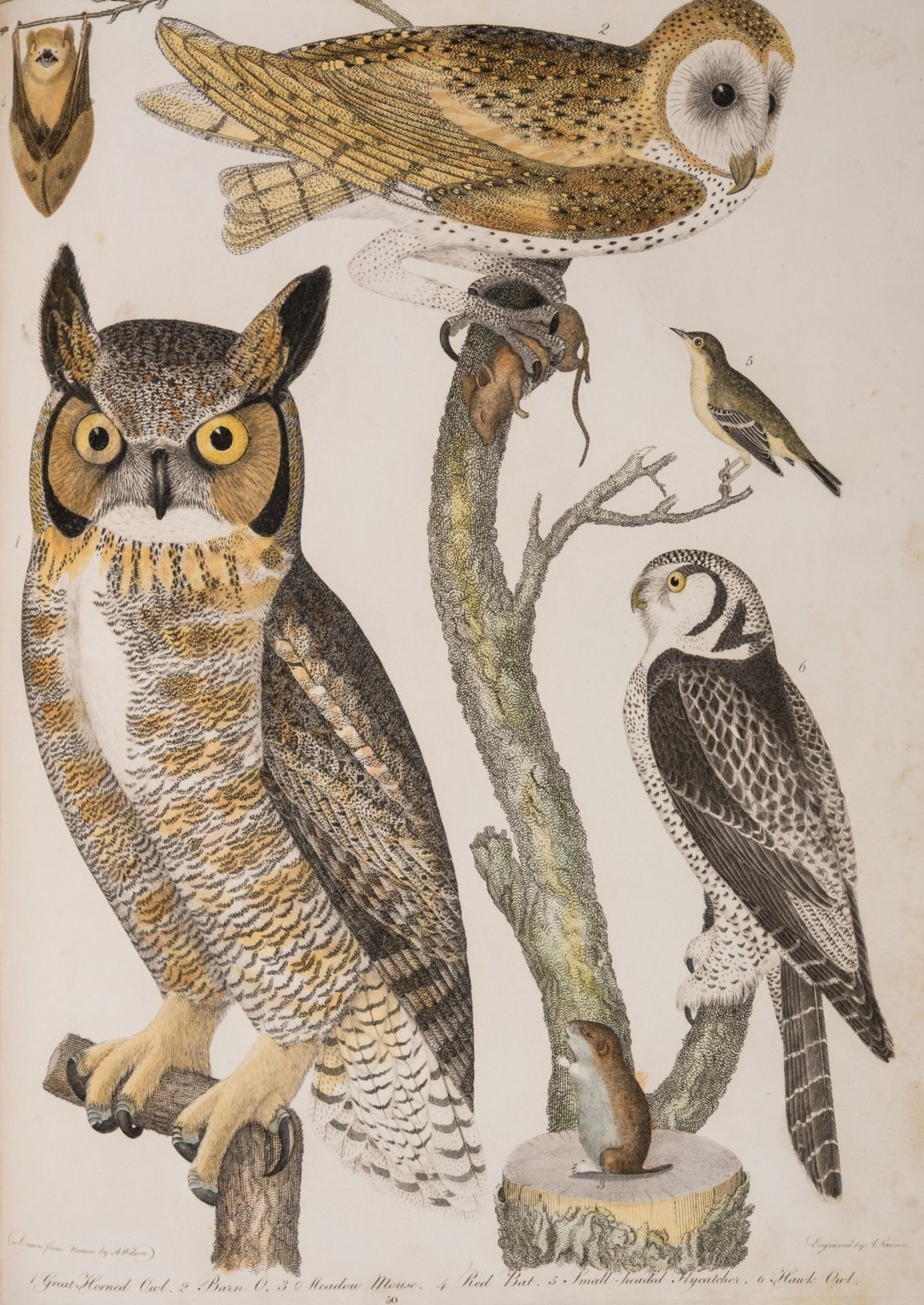 Wilson (Alexander) American Ornithology; or, The Natural History of the Birds of the United …
