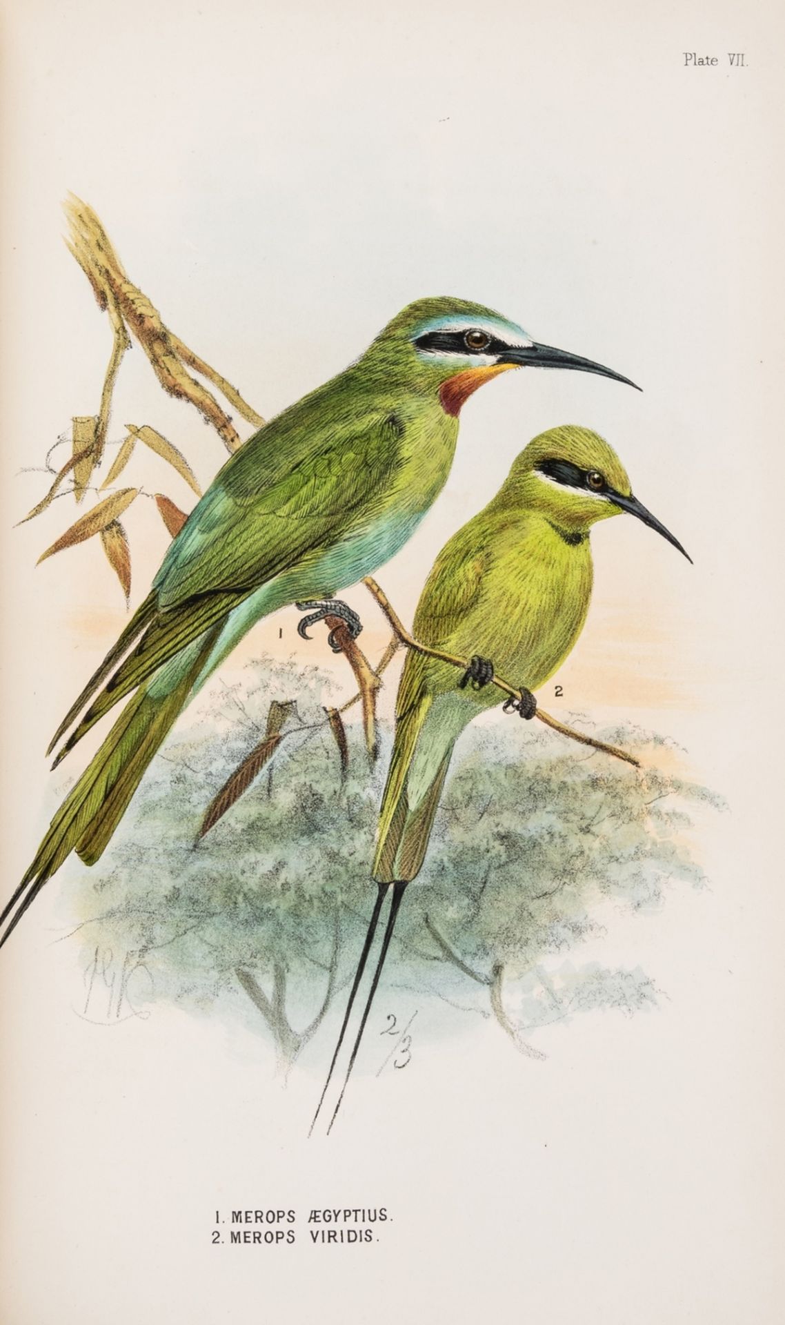 Shelley (Capt. G.E.) A Handbook to the Birds of Egypt, first edition, 1872.