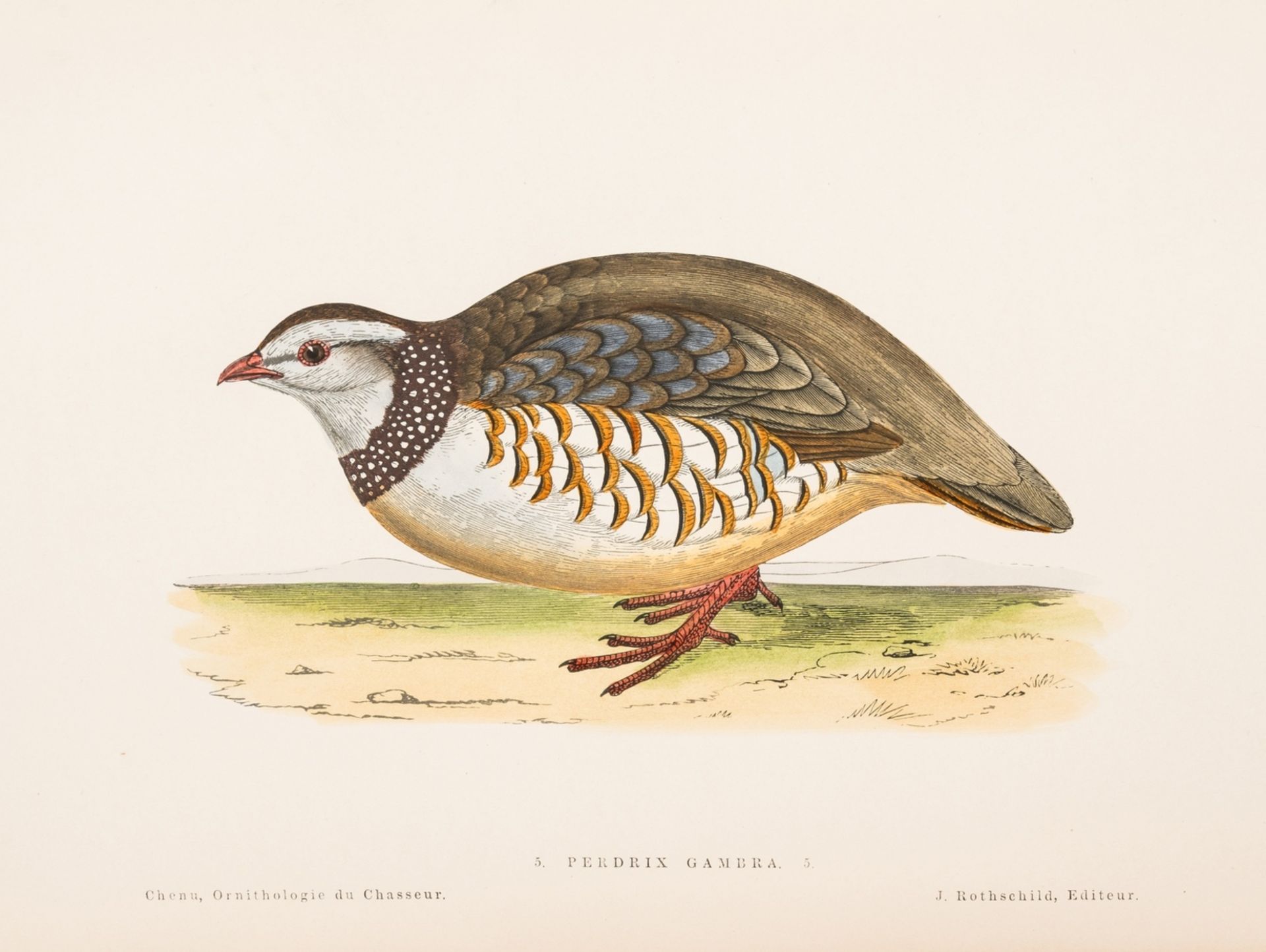 Chenu (Jean Charles) Ornithologie de Chasseur, first edition, Paris, 1870.