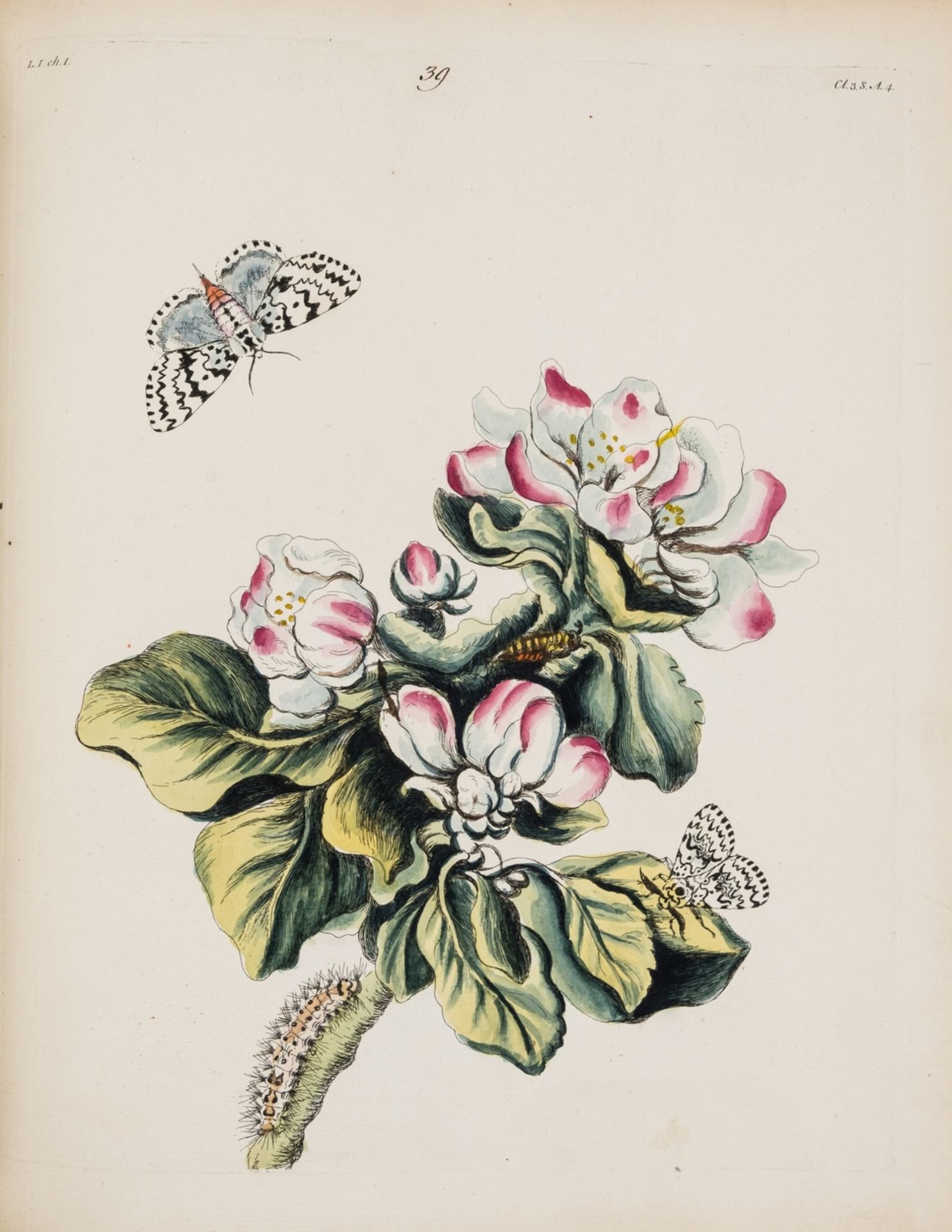 Wilkes (Benjamin) One Hundred and Twenty Copper-Plates of English Moths and Butterflies, second … - Image 2 of 3