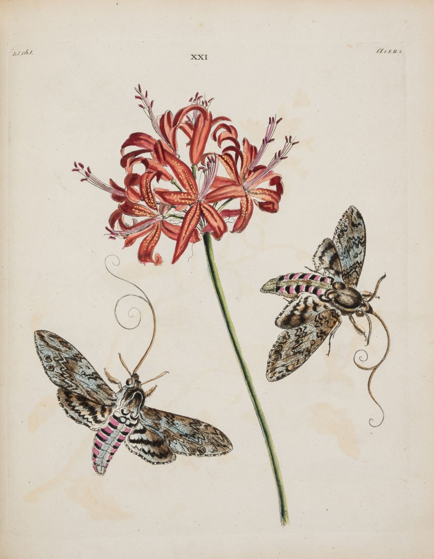 Wilkes (Benjamin) One Hundred and Twenty Copper-Plates of English Moths and Butterflies, second … - Image 3 of 3