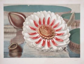 Botany.- Allen (John Fisk) Victoria Regia; or The Great Water Lily of America, Boston, for the …