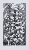 δ Monica Poole (1921-2003) Foxgloves