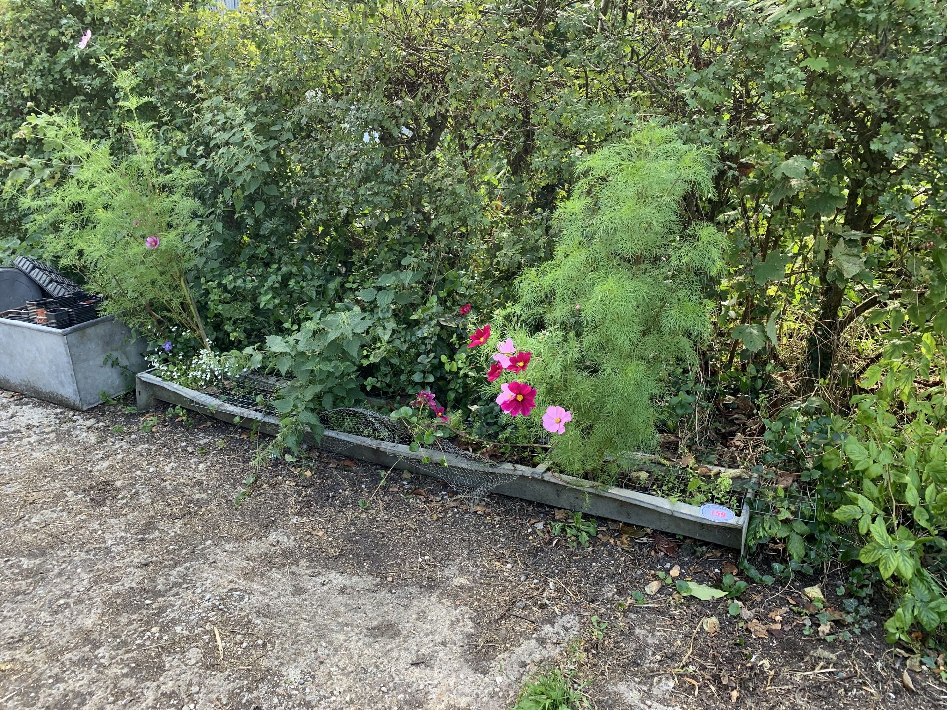 NO VAT Sheep trough planter