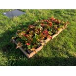 4 trays of 18 strawberry plants