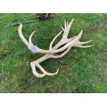 Pair of antlers