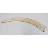 An antique single Artic marine ivory walrus (Odobenus rosmarus) tusk, 46cm long CITES Status -