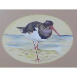 Linn, a n ink and watercolour of an Oystercatcher, signed and framed under glass, 25 x 18cm