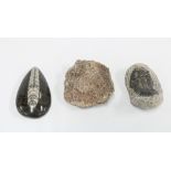 fossils to include a Trilobite and Fossil coral Lonsdaleia, British Isles, 8cm, and a polished stone