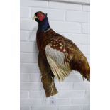 Taxidermy pheasant, aaprox.50cm