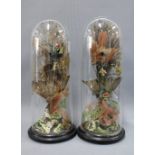A pair of bird taxidermy with glass domes and ebonised circular bases, overall height 38cm