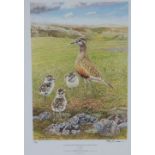 Keith Brockie (Scottish b.1955) Male Dotterel with a Brood of Chicks in the Eastern Grampians',