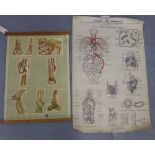 Vintage Anatomy and Physiology wall charts to include The Circulatory System and Respiratory