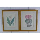 Pair of botanical coloured prints, framed under glass, sizes overall 47 x 58cm (2)