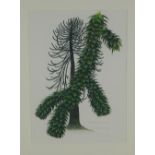 David Pearson, 'Araucaria', botanical watercolour, framed under glass and dated 199635 x 50cm