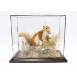 Taxidermy red squirrel in glass case with dried foliage, 33 x 36cm