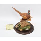 Country Artists 'Woodland Glory' pheasants by Nick Bibby, limited edition 62/500 with plaque, 24 x