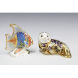 Two Royal Crown Derby Imari paperweights to include Pacific Angel Fish, Ltd. Ed 1124 / 2500 and