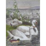 Coloured engraving of swans, framed under glass, 12 x 17cm