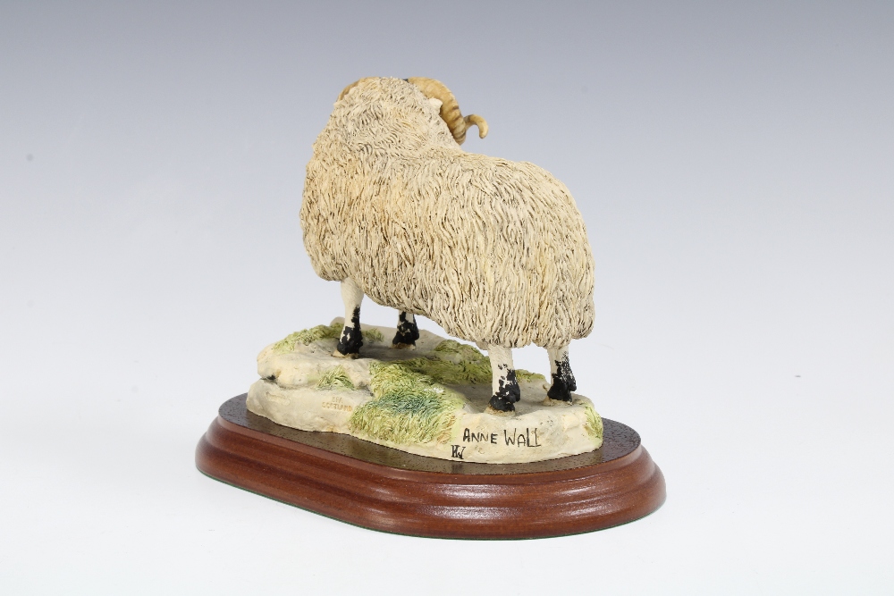 Border Fine Arts model of a Blackfaced Ram, by Anne Wall, signed, with wooden base, 11 x 13cm. - Image 2 of 2