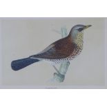 Rev F.O. Morris, hand coloured print of a Fieldfare, framed under glass, 18 x 12cm