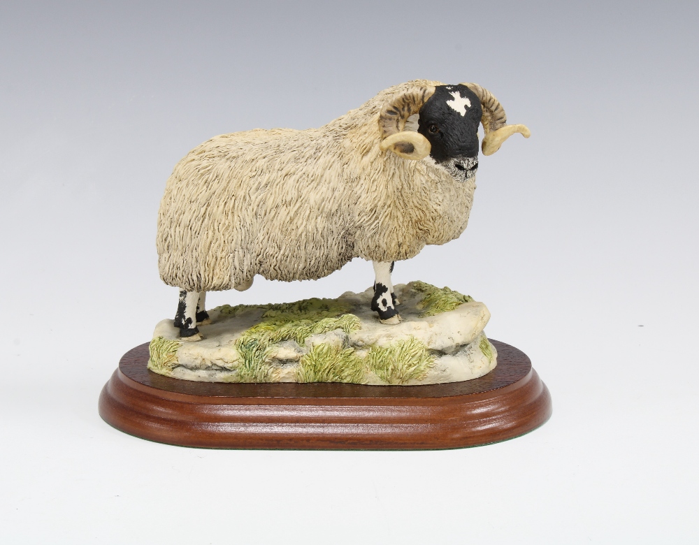 Border Fine Arts model of a Blackfaced Ram, by Anne Wall, signed, with wooden base, 11 x 13cm.