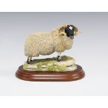 Border Fine Arts model of a Blackfaced Ram, by Anne Wall, signed, with wooden base, 11 x 13cm.