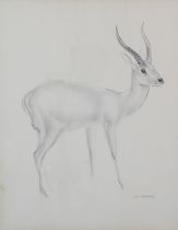 After JOHN RATTENBURY SKEAPING, RA (1901-1980) lithograph of an antelope, framed under glass, 31 x