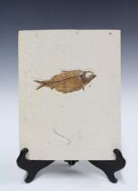 Green river, Wyoming fish fossil, overall plaque size 25 x 20cm