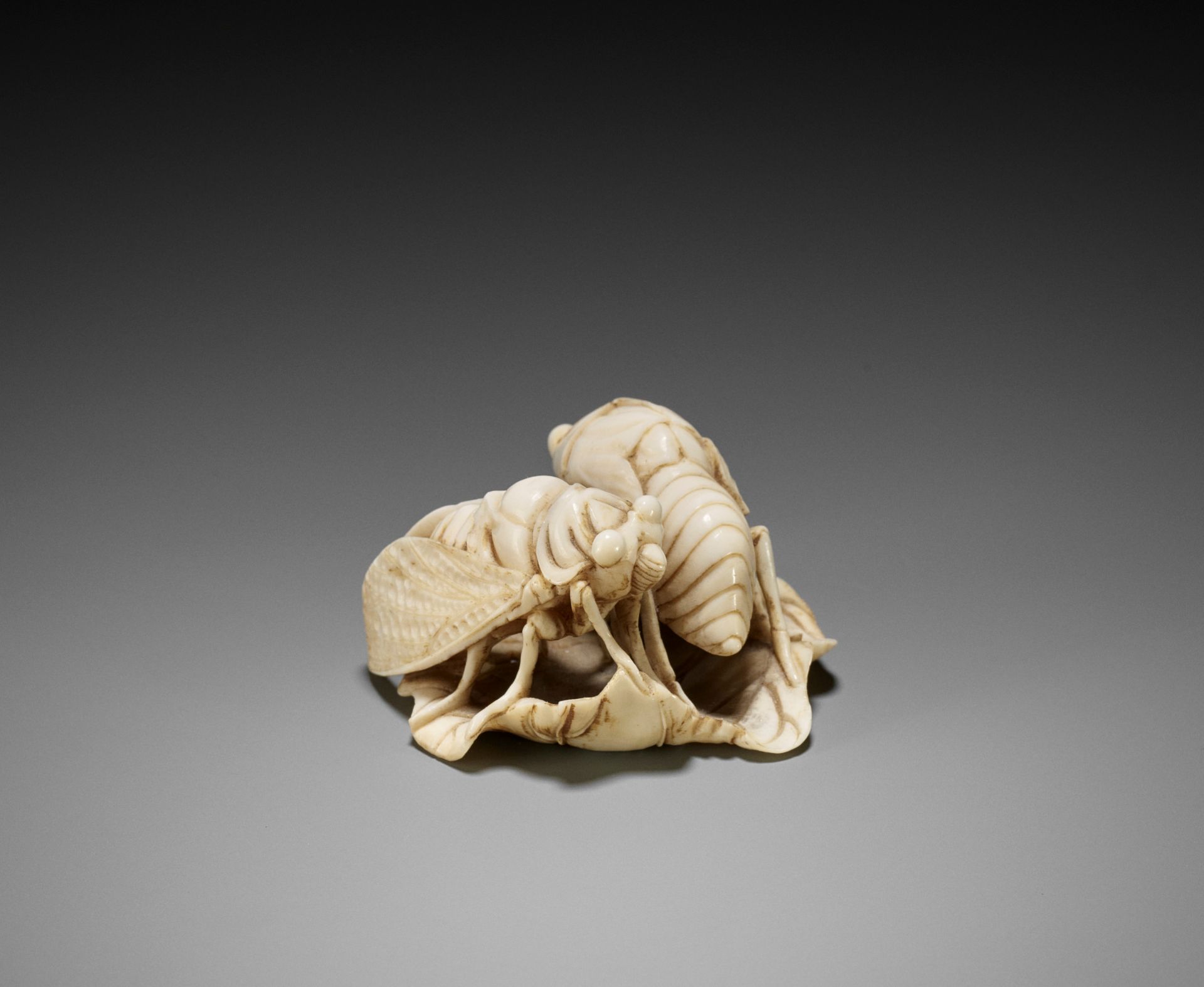 A FINE IVORY NETSUKE OF TWO CICADA HATCHLINGS ON A LEAF