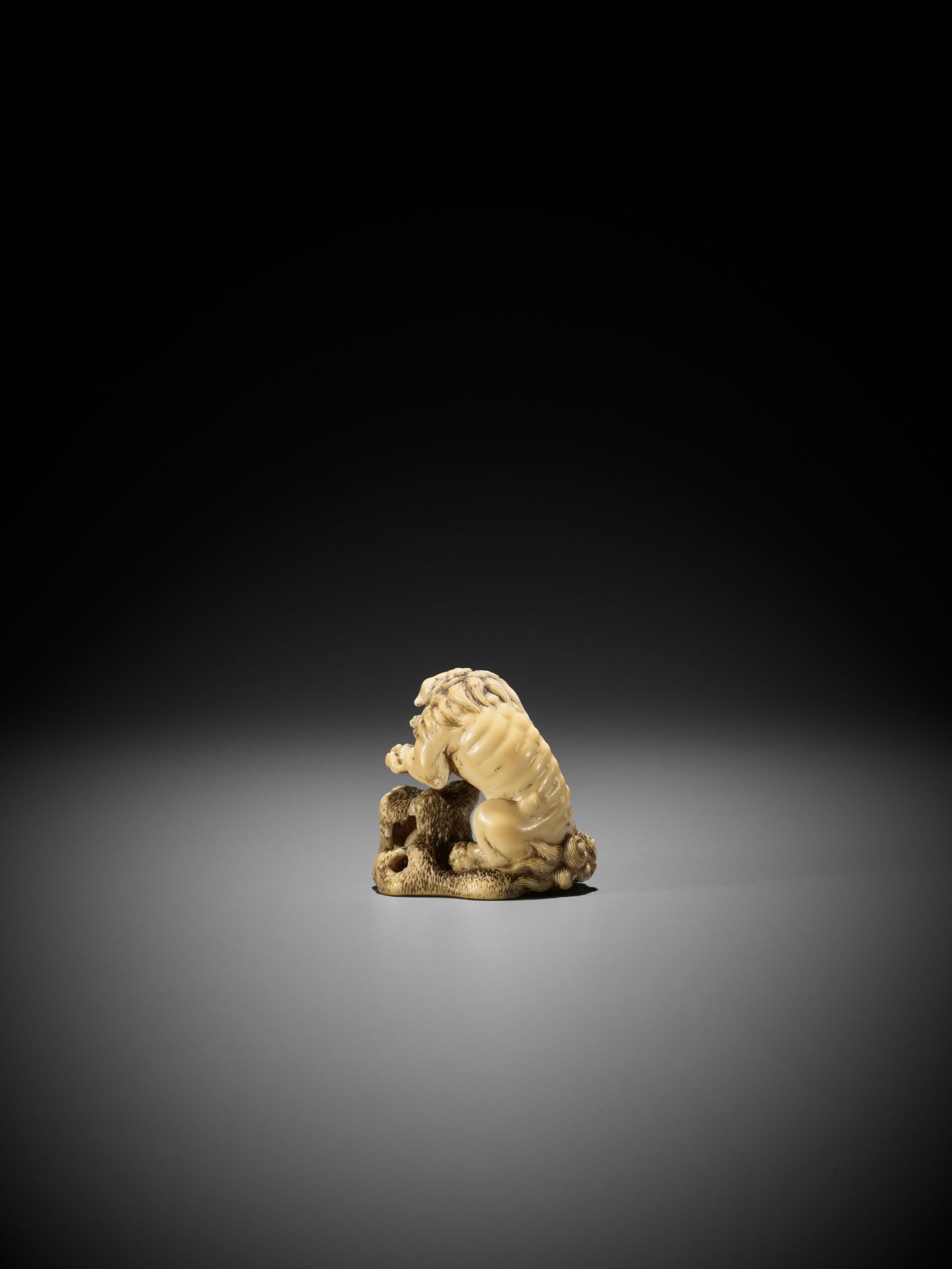 A SUPERB IVORY NETSUKE OF A ROARING SHISHI WITH ROCK AND LOOSE BALL - Image 8 of 14