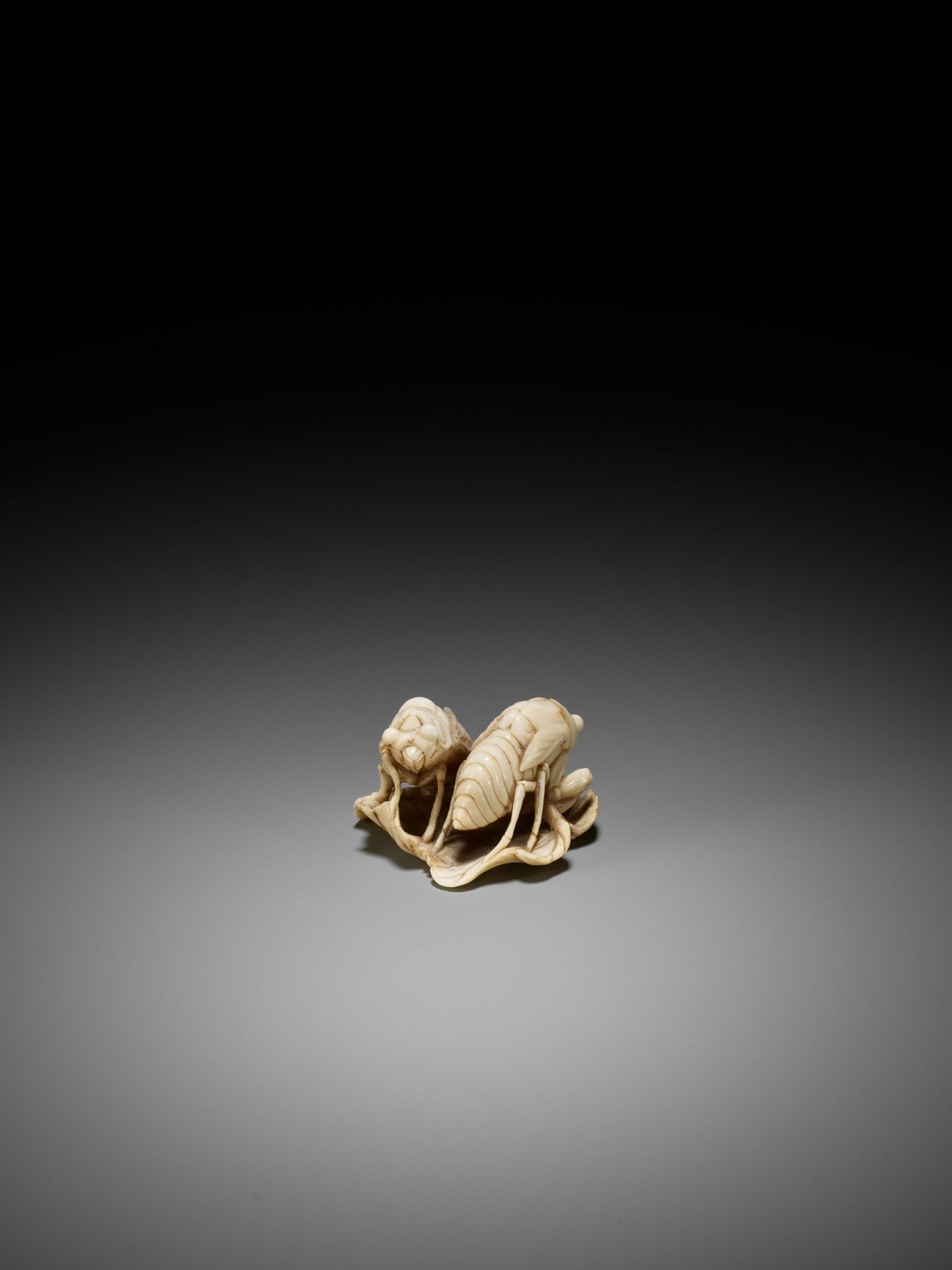 A FINE IVORY NETSUKE OF TWO CICADA HATCHLINGS ON A LEAF - Image 4 of 9