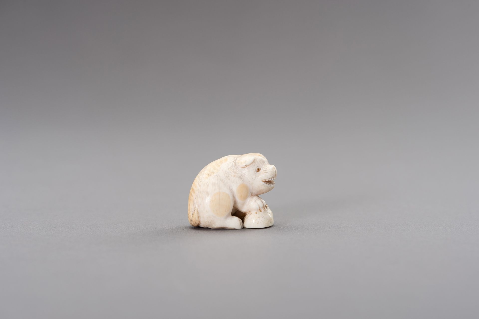 RANICHI: AN IVORY NETSUKE OF A PUPPY WITH AWABI - Image 7 of 11