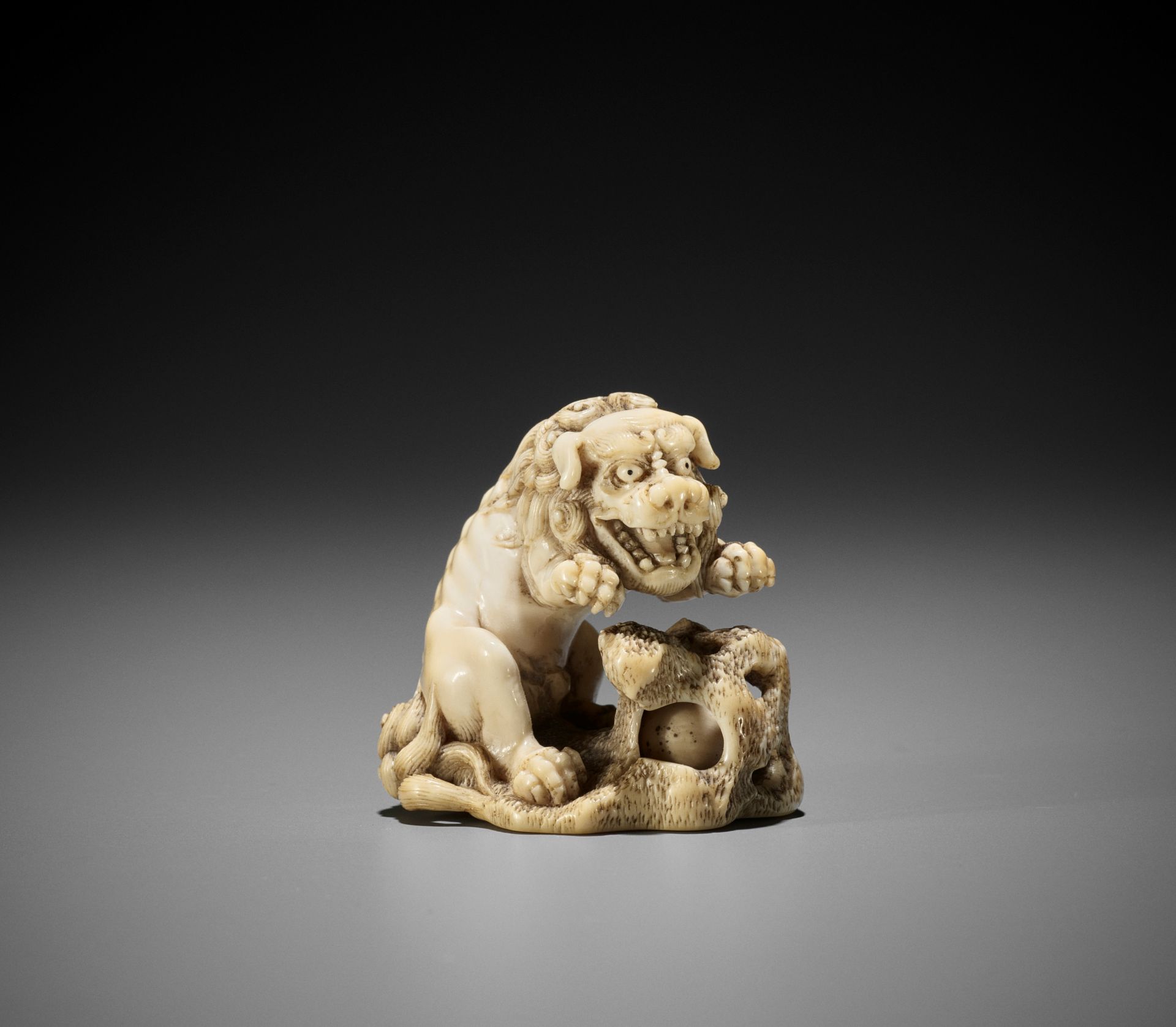 A SUPERB IVORY NETSUKE OF A ROARING SHISHI WITH ROCK AND LOOSE BALL - Image 2 of 14