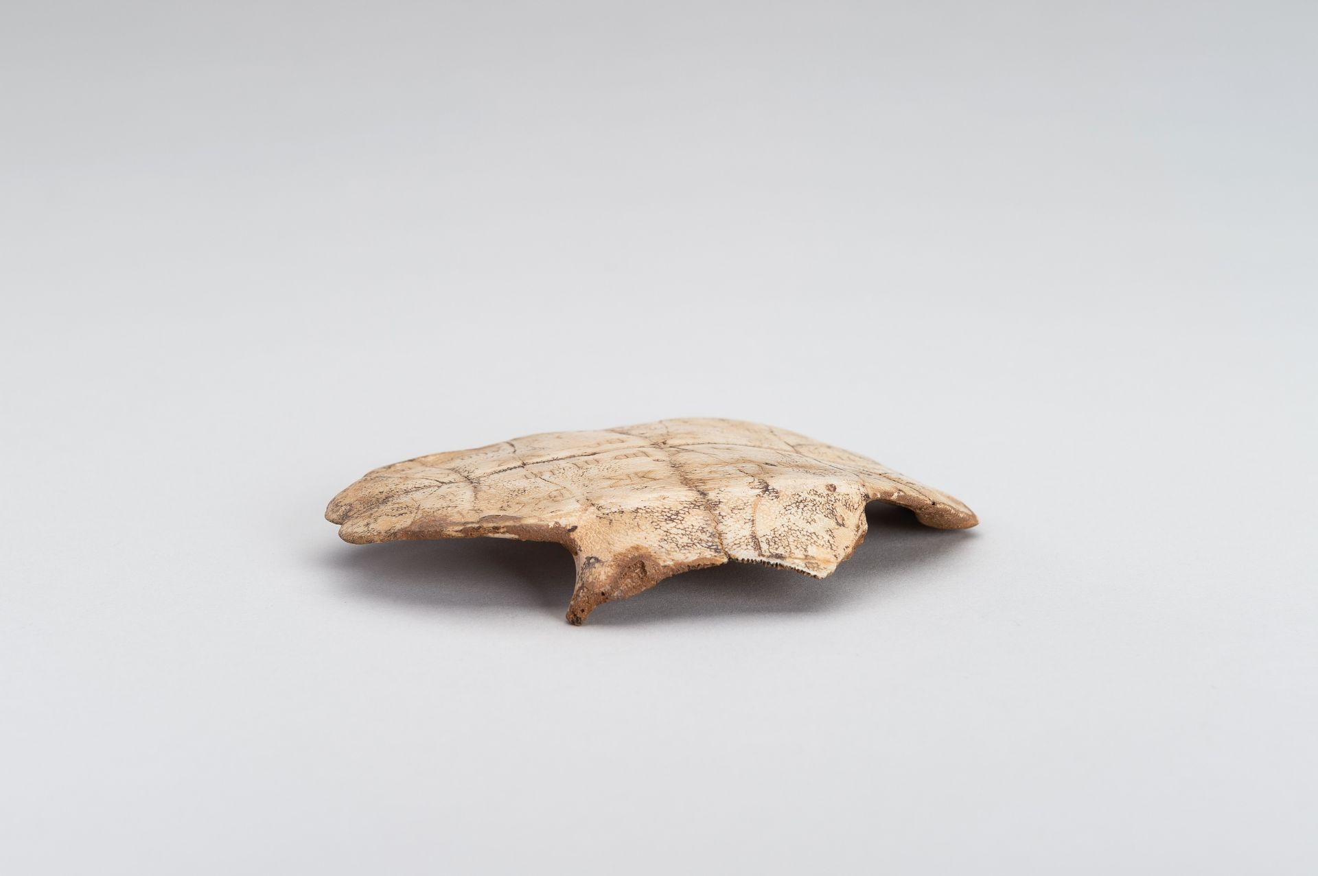 AN INSCRIBED SHANG DYNASTY 'ORACLE BONE' TURTLE PLASTRON, JIAGUWEN - Bild 2 aus 9