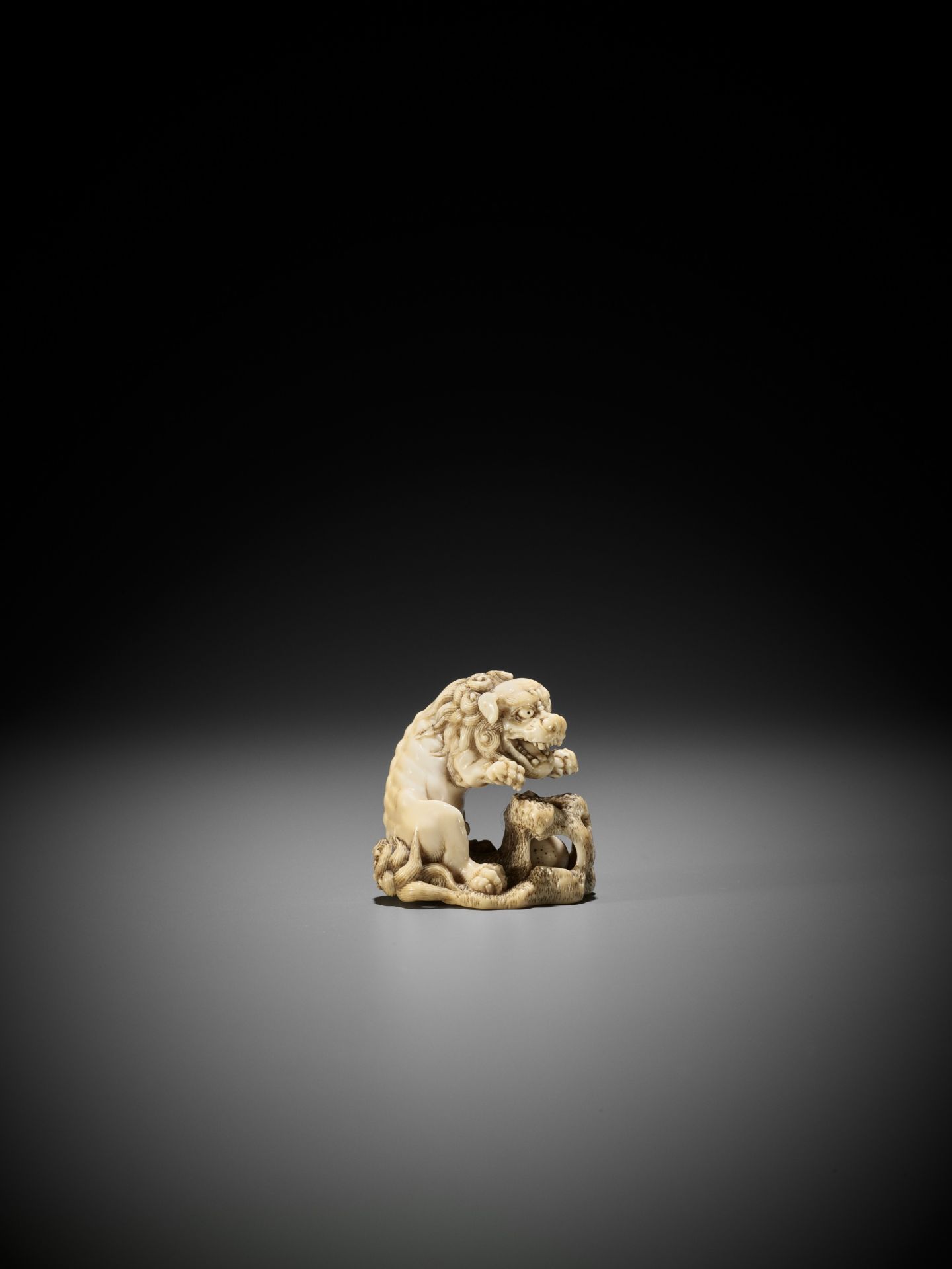 A SUPERB IVORY NETSUKE OF A ROARING SHISHI WITH ROCK AND LOOSE BALL - Image 11 of 14