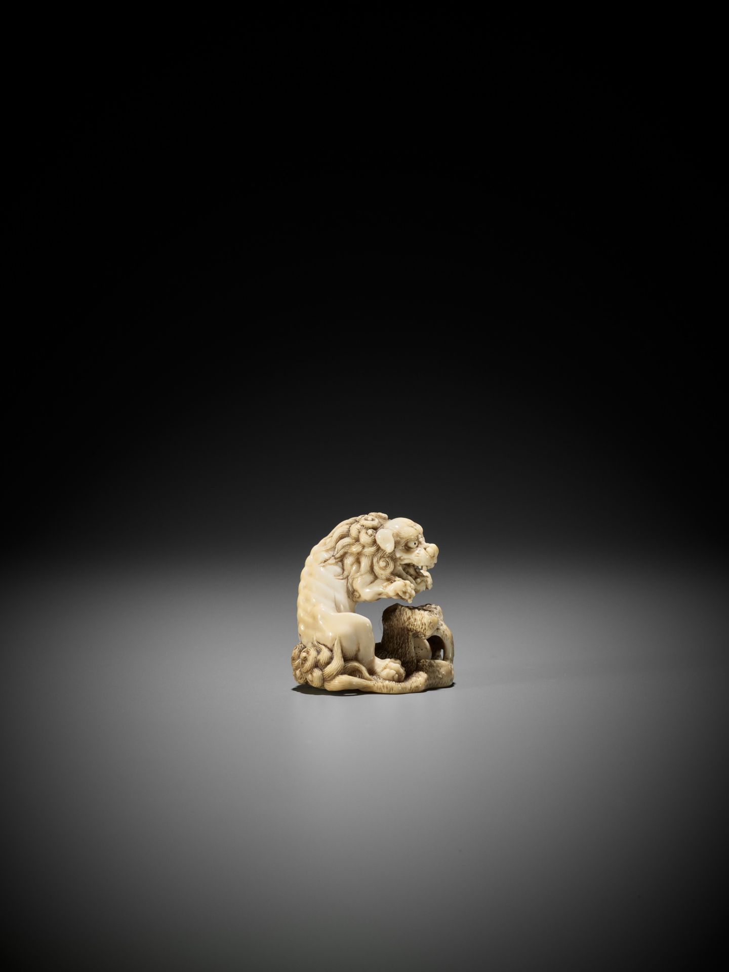 A SUPERB IVORY NETSUKE OF A ROARING SHISHI WITH ROCK AND LOOSE BALL - Image 10 of 14