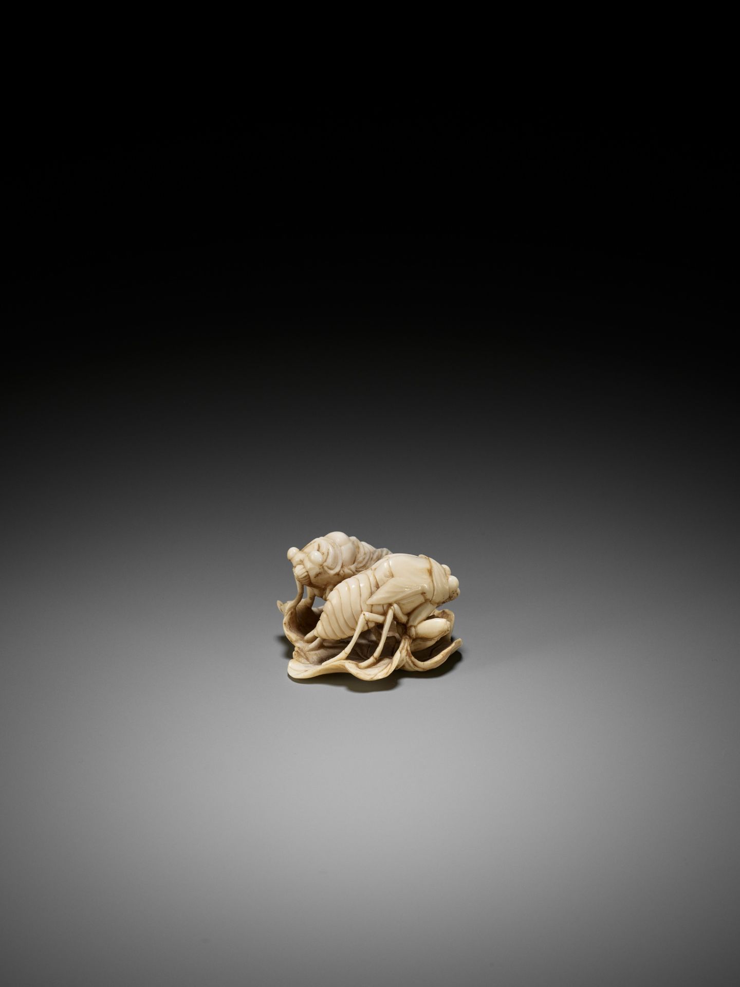 A FINE IVORY NETSUKE OF TWO CICADA HATCHLINGS ON A LEAF - Image 5 of 9