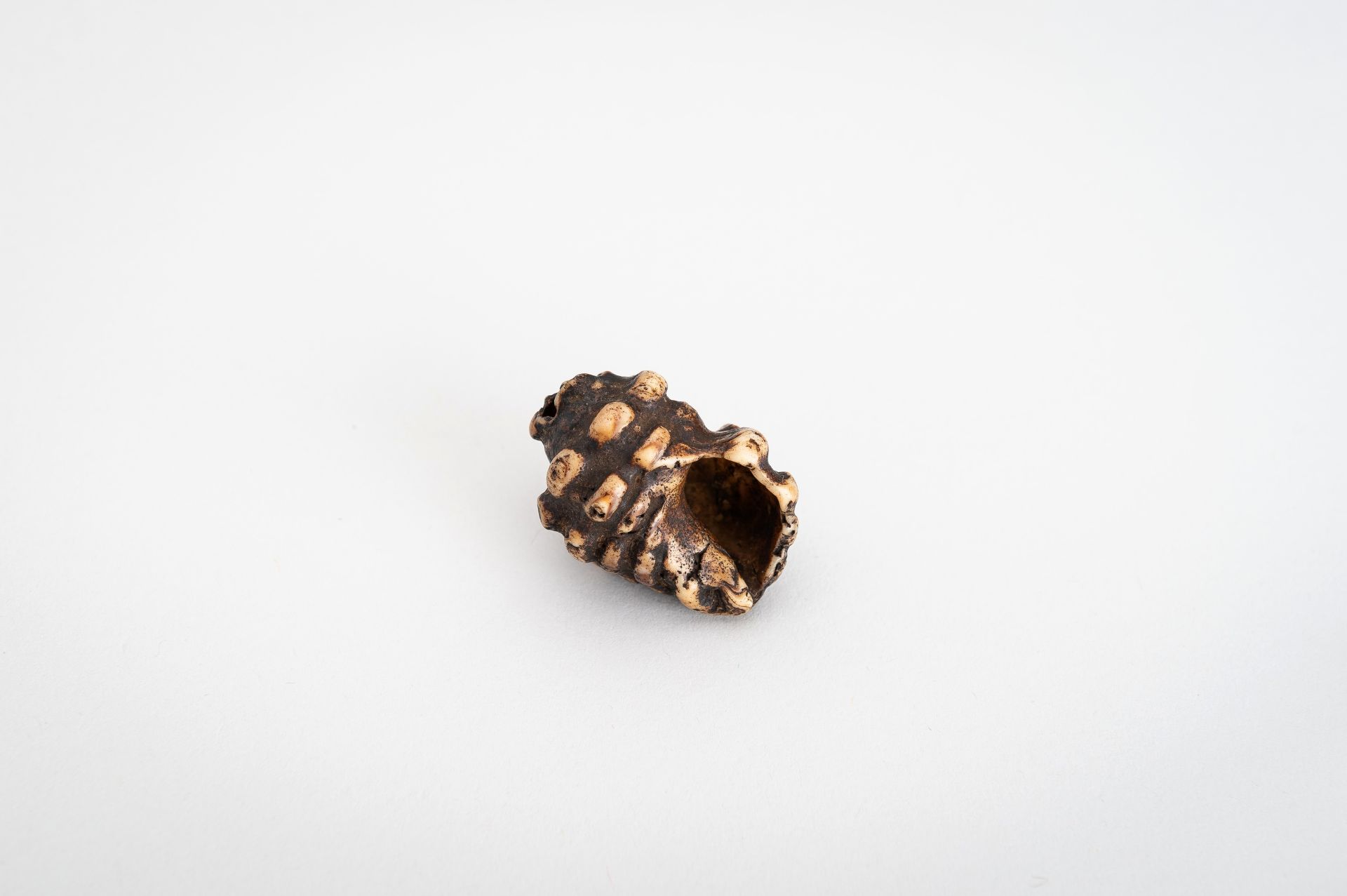 A STAG ANTLER NETSUKE OF A HORAGAI - Image 5 of 11