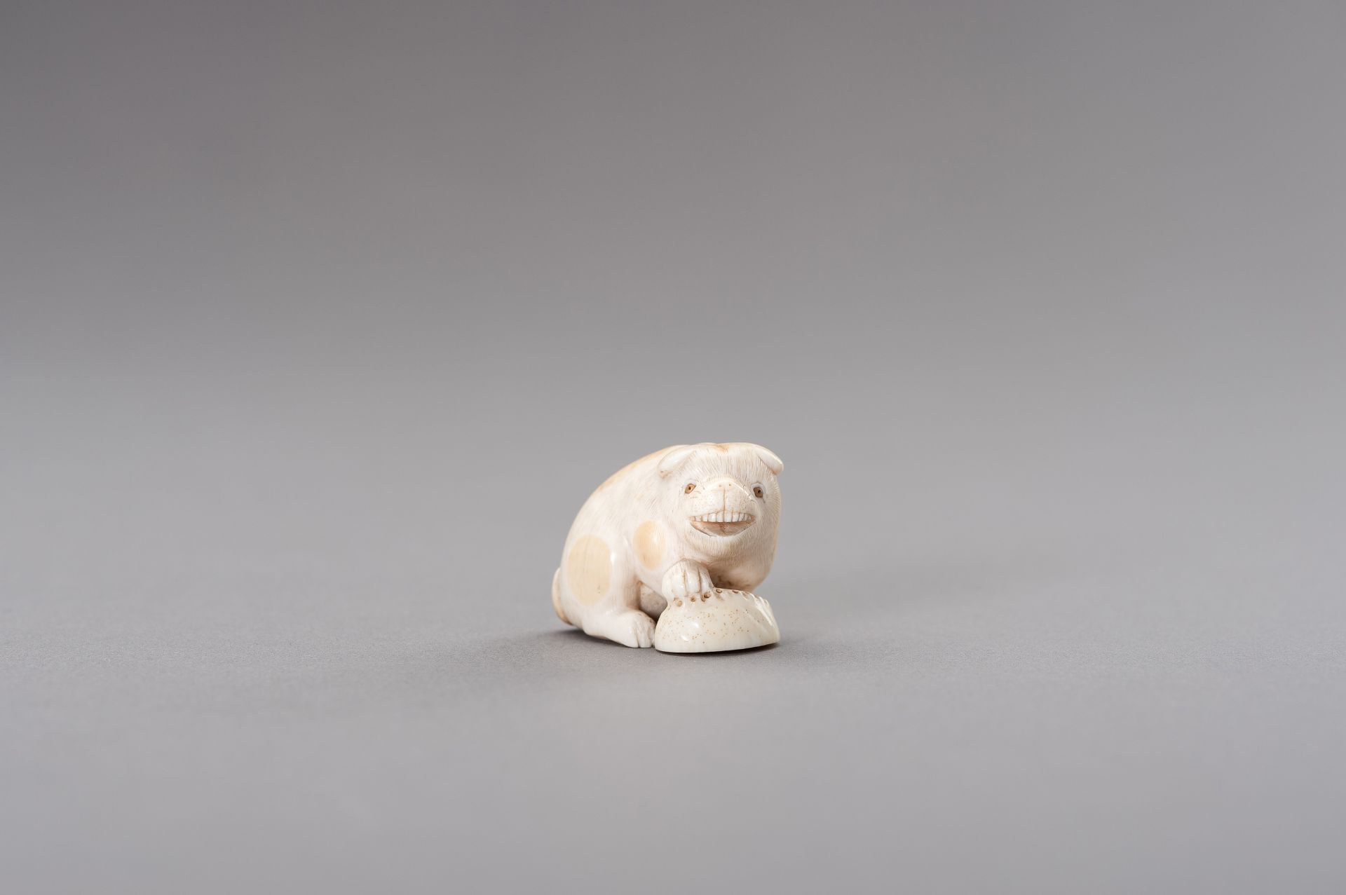 RANICHI: AN IVORY NETSUKE OF A PUPPY WITH AWABI - Image 2 of 11