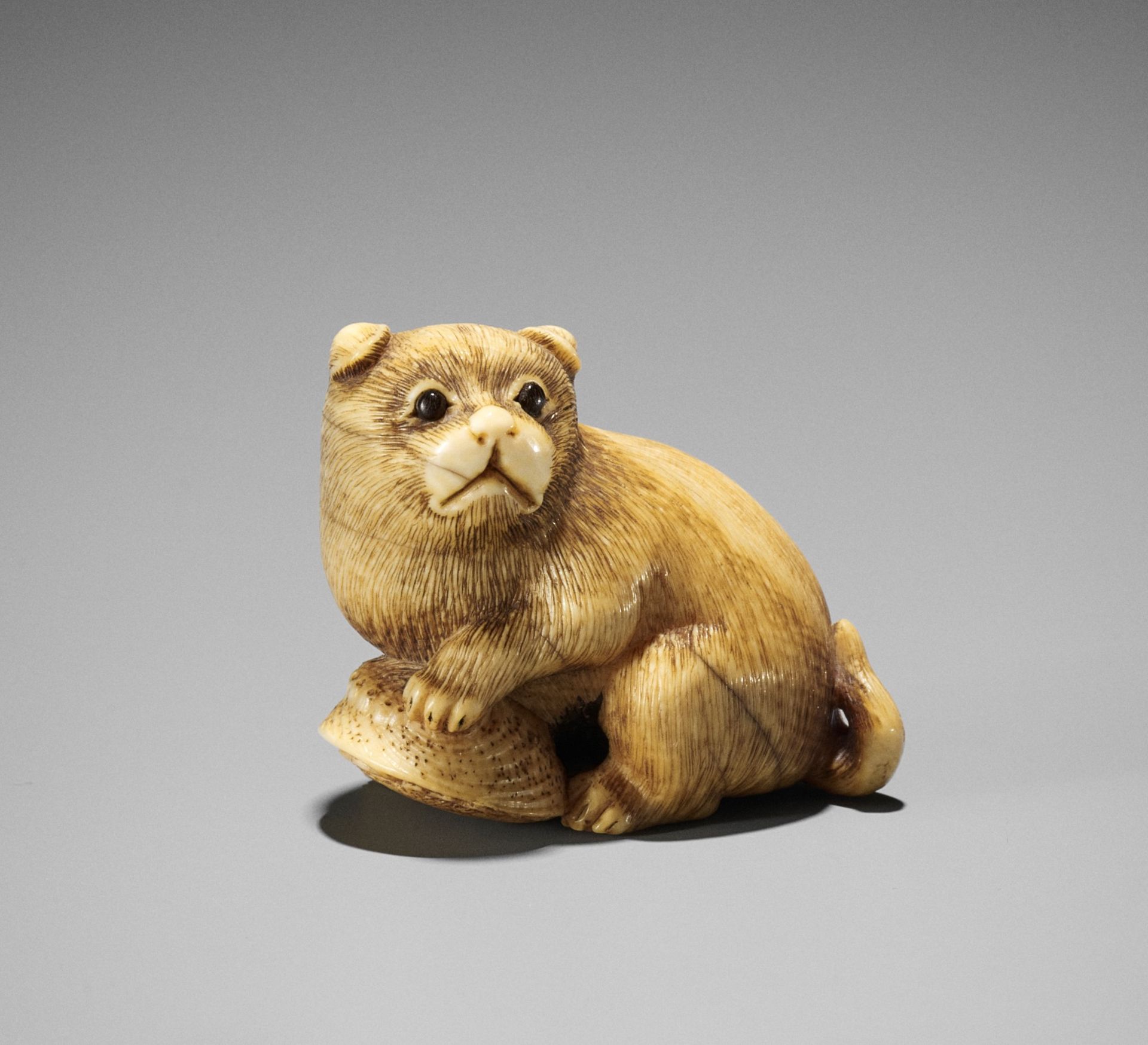 A GOOD KYOTO SCHOOL IVORY NETSUKE OF A PUPPY WITH AWABI