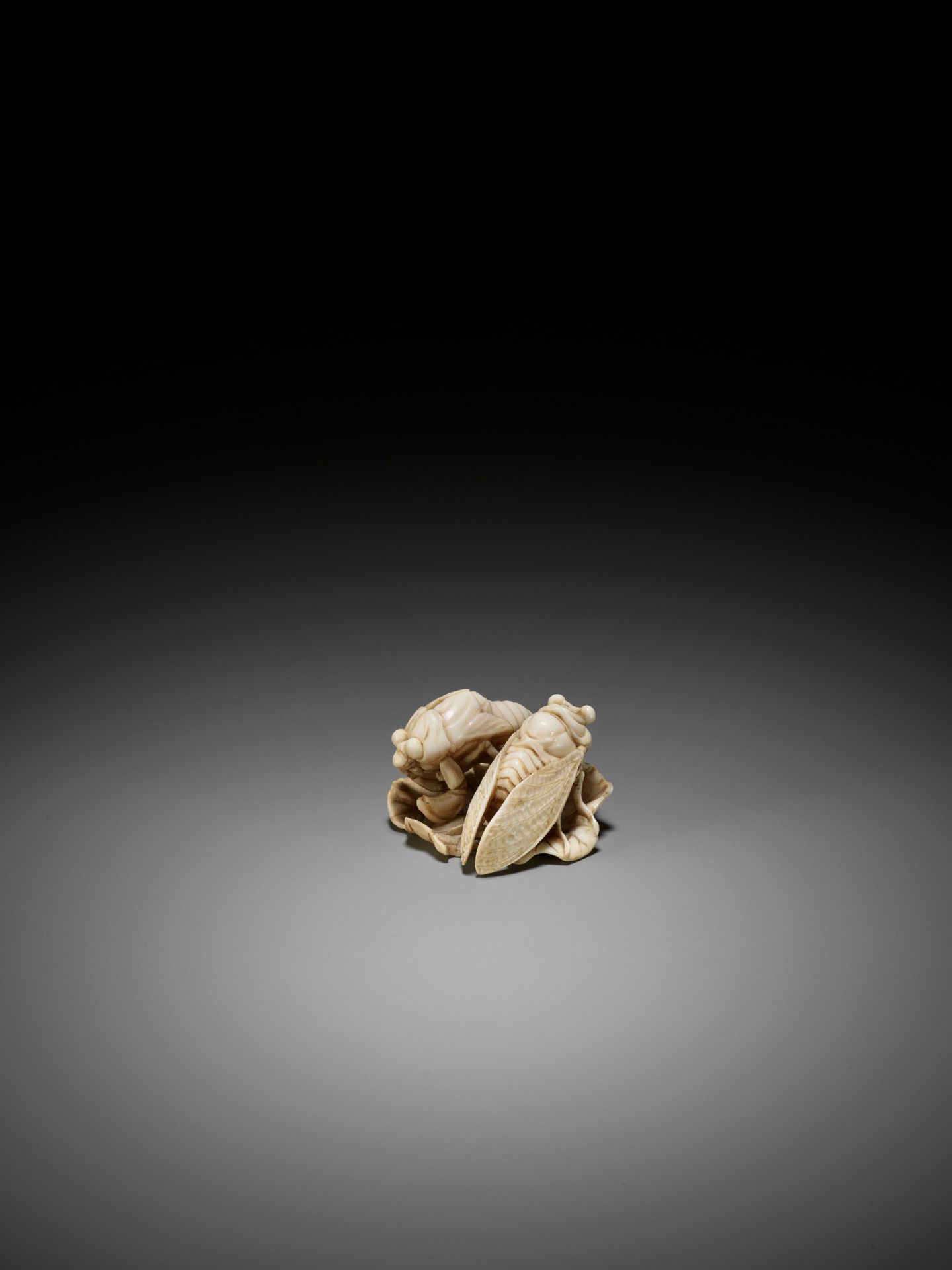 A FINE IVORY NETSUKE OF TWO CICADA HATCHLINGS ON A LEAF - Image 7 of 9