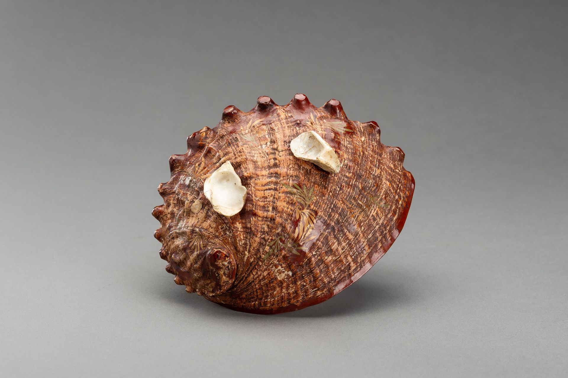 A UNIQUE AWABI SHELL WITH LACQUERED COVER - Image 4 of 14