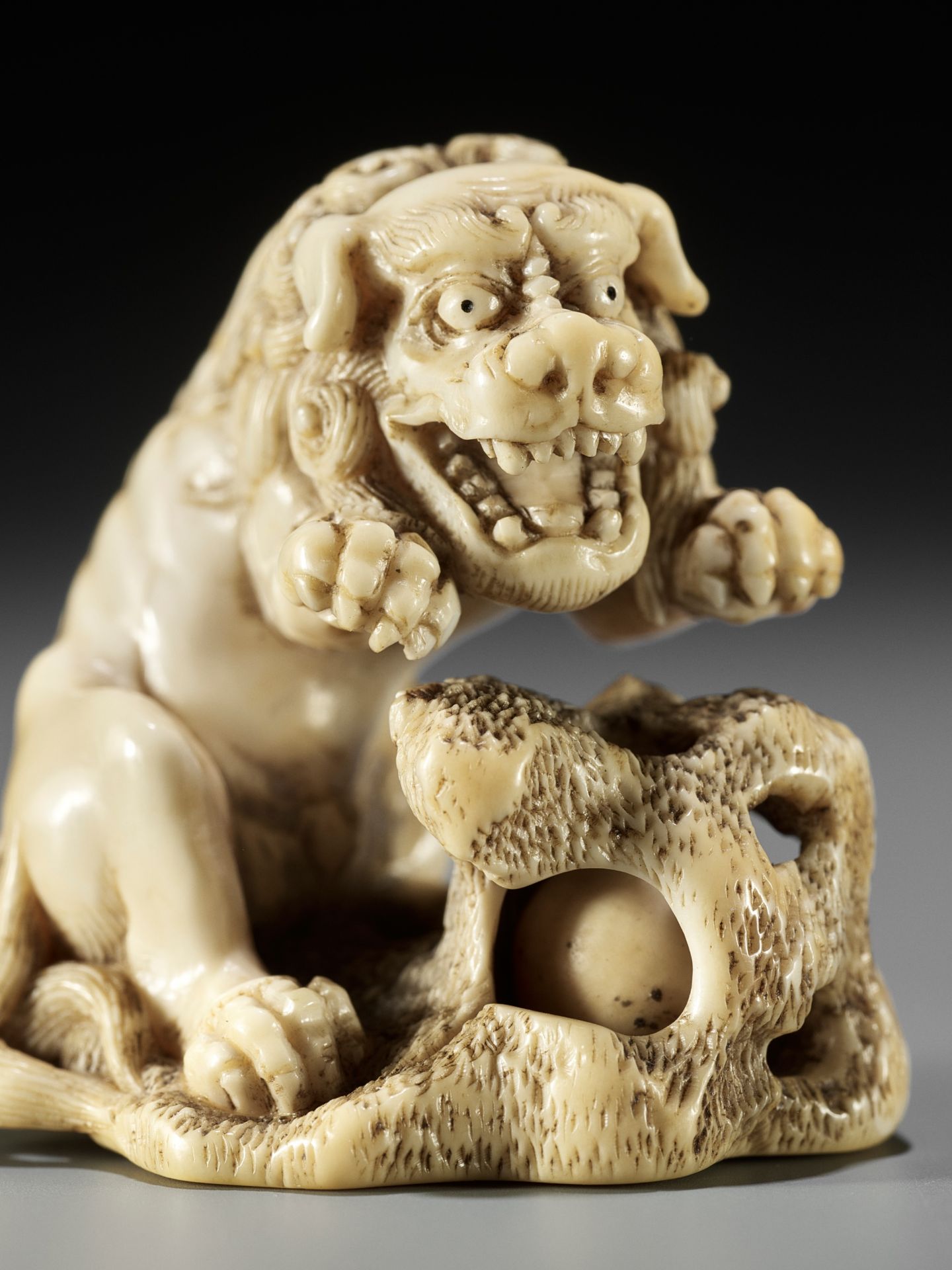 A SUPERB IVORY NETSUKE OF A ROARING SHISHI WITH ROCK AND LOOSE BALL