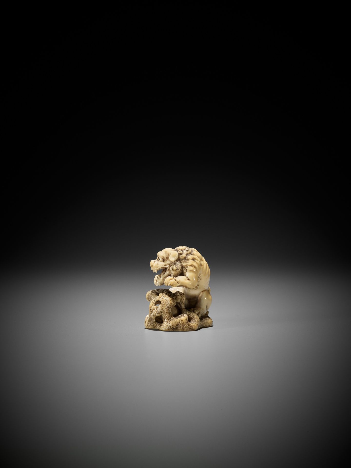 A SUPERB IVORY NETSUKE OF A ROARING SHISHI WITH ROCK AND LOOSE BALL - Image 4 of 14