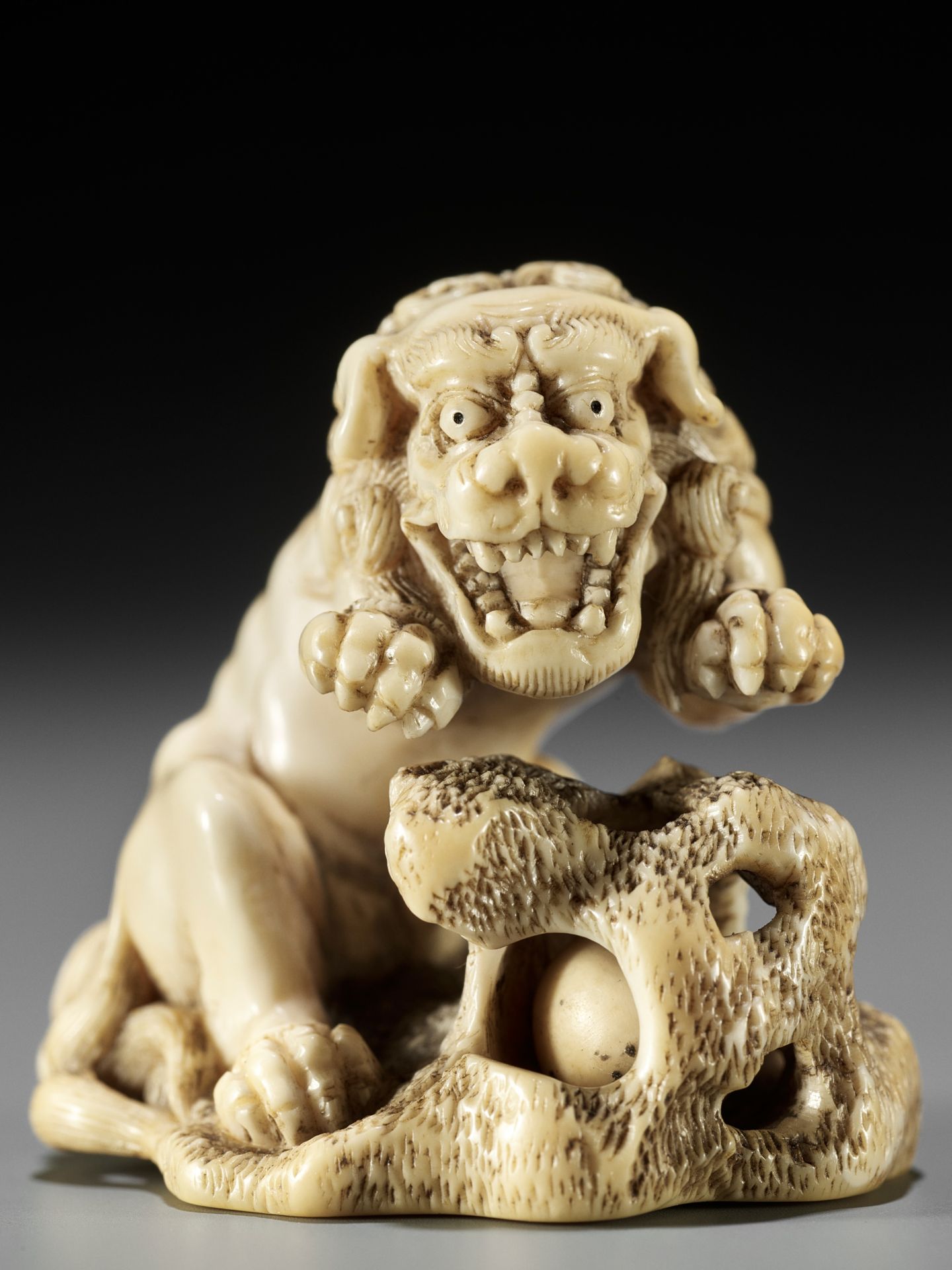 A SUPERB IVORY NETSUKE OF A ROARING SHISHI WITH ROCK AND LOOSE BALL - Image 13 of 14