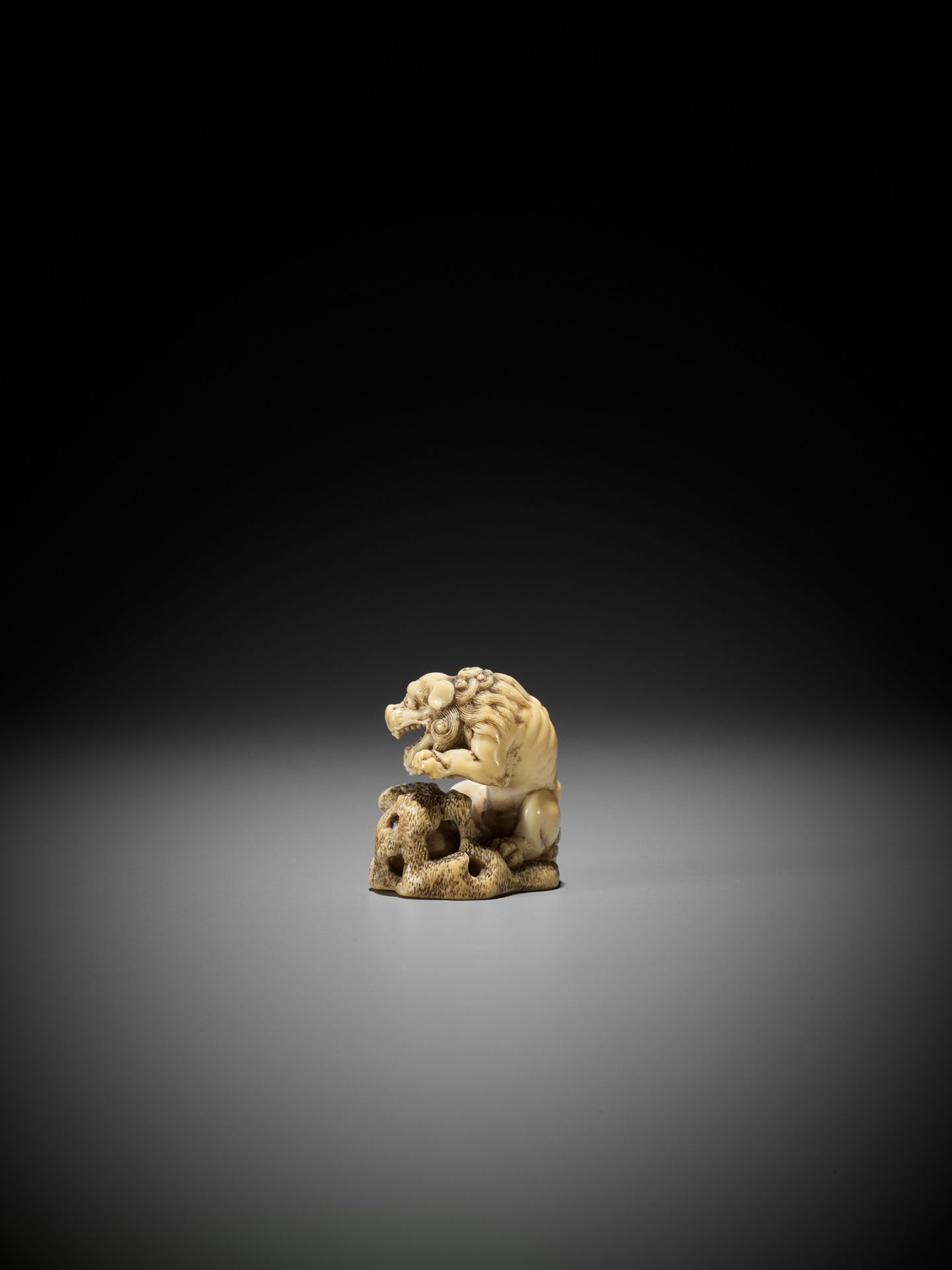A SUPERB IVORY NETSUKE OF A ROARING SHISHI WITH ROCK AND LOOSE BALL - Image 7 of 14