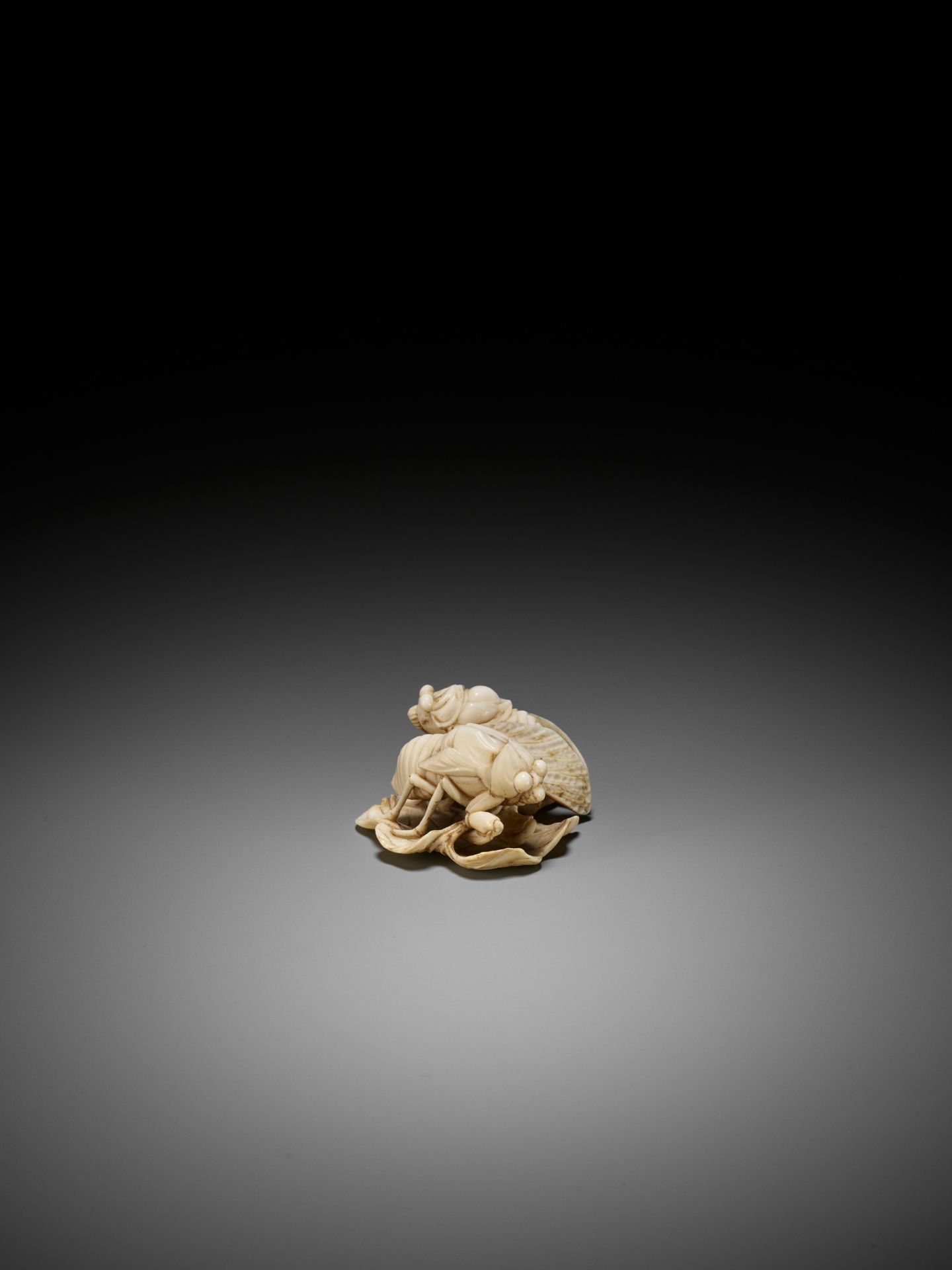 A FINE IVORY NETSUKE OF TWO CICADA HATCHLINGS ON A LEAF - Image 2 of 9