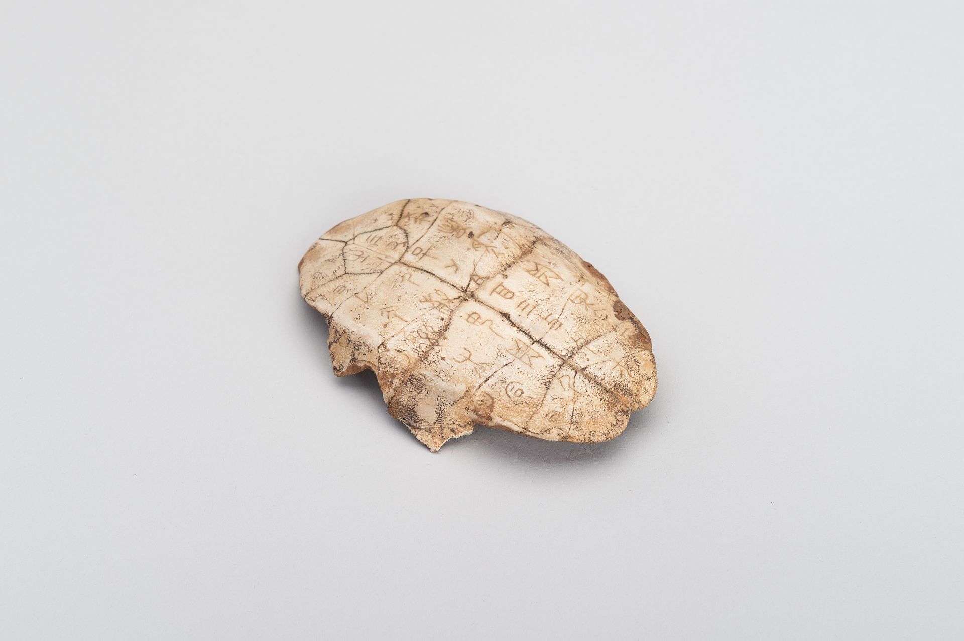 AN INSCRIBED SHANG DYNASTY 'ORACLE BONE' TURTLE PLASTRON, JIAGUWEN - Bild 6 aus 9